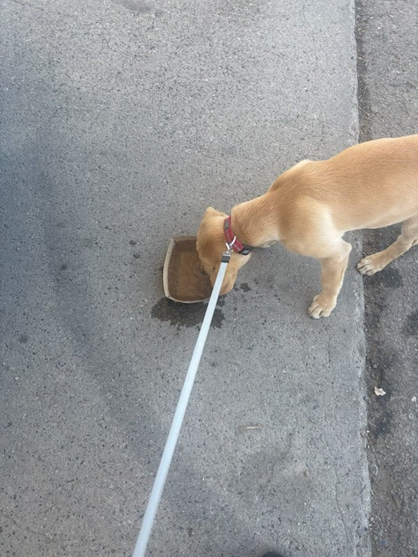Can Pets Travel Safely During Hot Summer Ground Trips?
