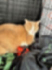 Cat refusing water from a travel bowl during ground transport stop