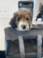 Puppy sticking its head out of a travel carrier at the airport, looking at the camera during efforts to introduce pet to travel carrier before a trip.