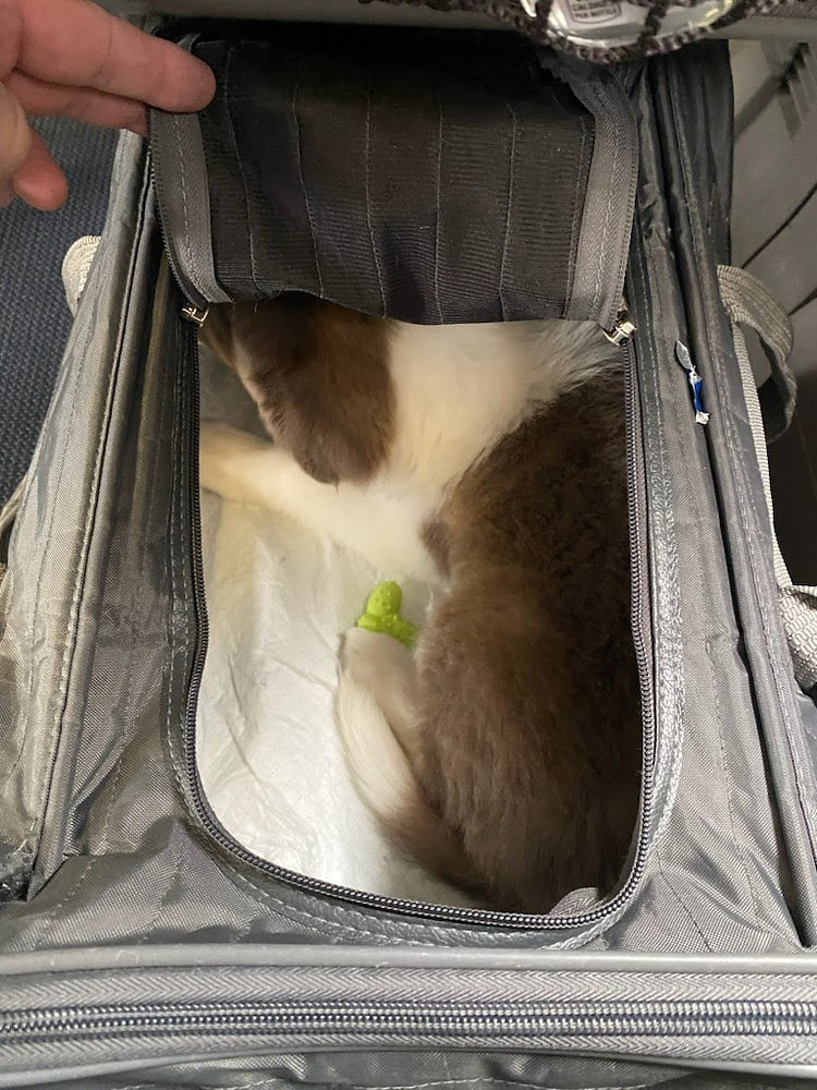 Can Pets Travel with a Small Comfort Toy or Chew Bone?