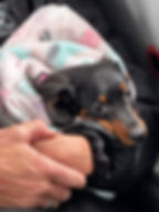 Small puppy wrapped in a soft blanket before being placed in a travel carrier for a flight with a flight nanny