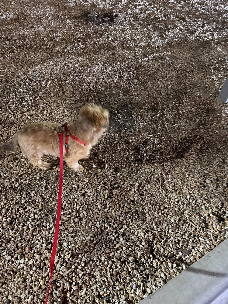 Can Pet Transport Be Coordinated Between States?