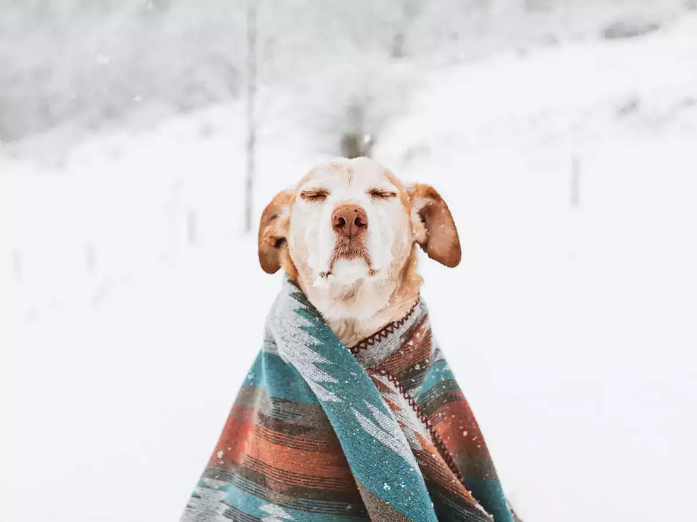 Winter Care for Pets: Nurturing Warmth and Comfort for Your Pet