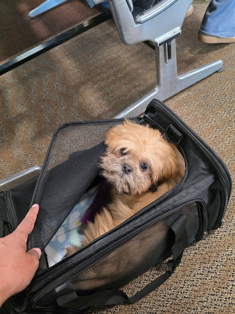 What do flight nannies do before boarding with a pet?