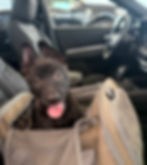 Puppy sitting calmly in a soft-sided pet carrier inside a car before heading to the airport for TSA screening.