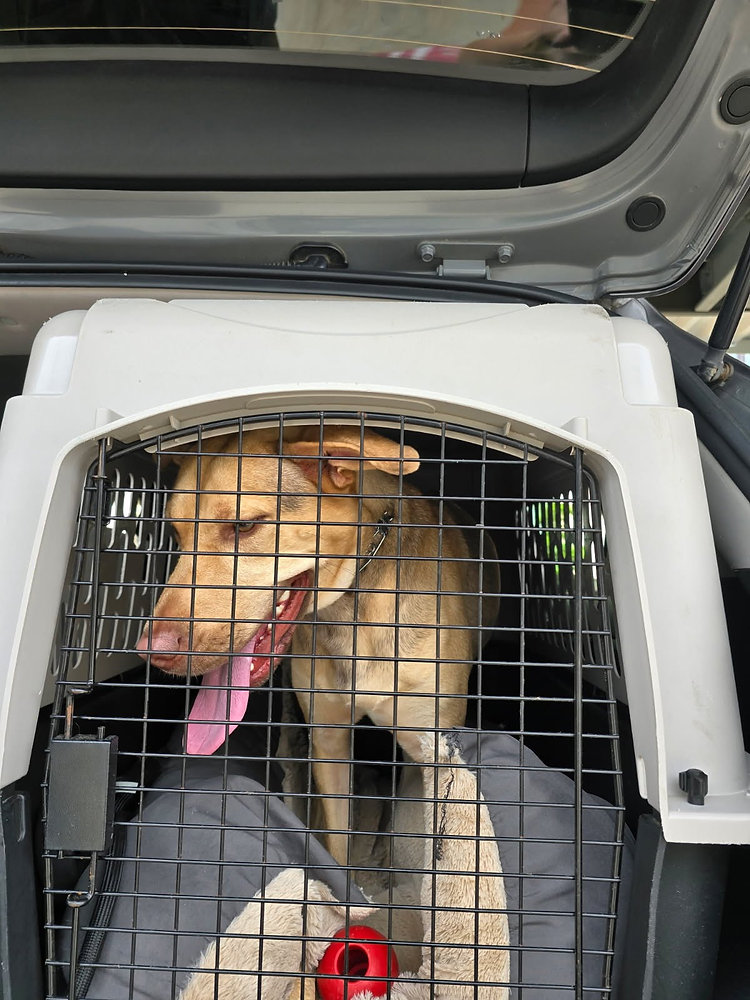 What If My Pet Is Too Big for an In-Cabin Flight?