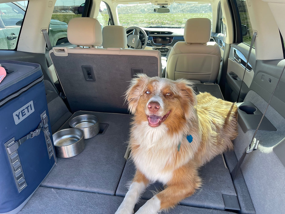 How can I track my pet's journey during transportation?