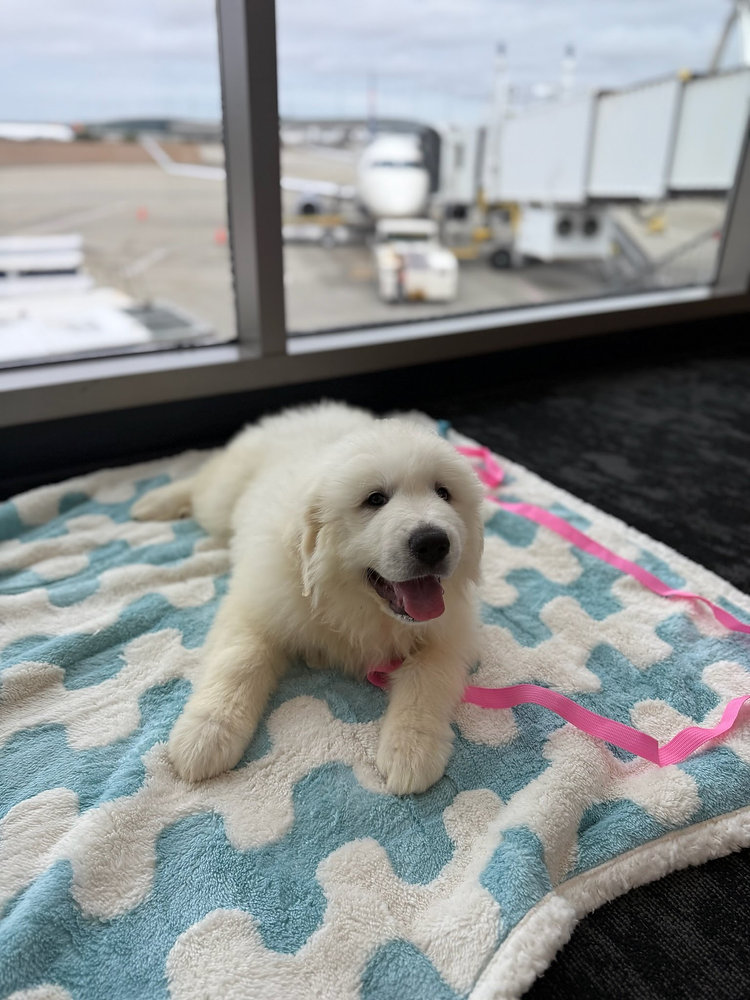 How do Transporters Protect Pets from Extreme Heat at Airports?