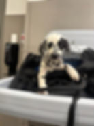 Puppy in a travel carrier looking at the camera during a long airport layover with a flight nanny