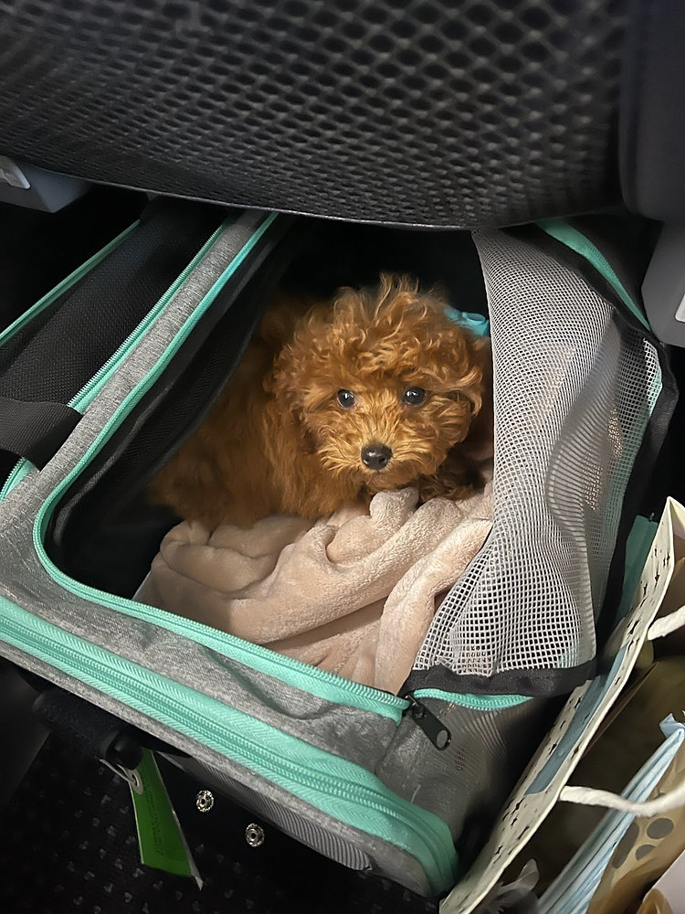 Can I Fly My Pet on a Different Airline Than Me?