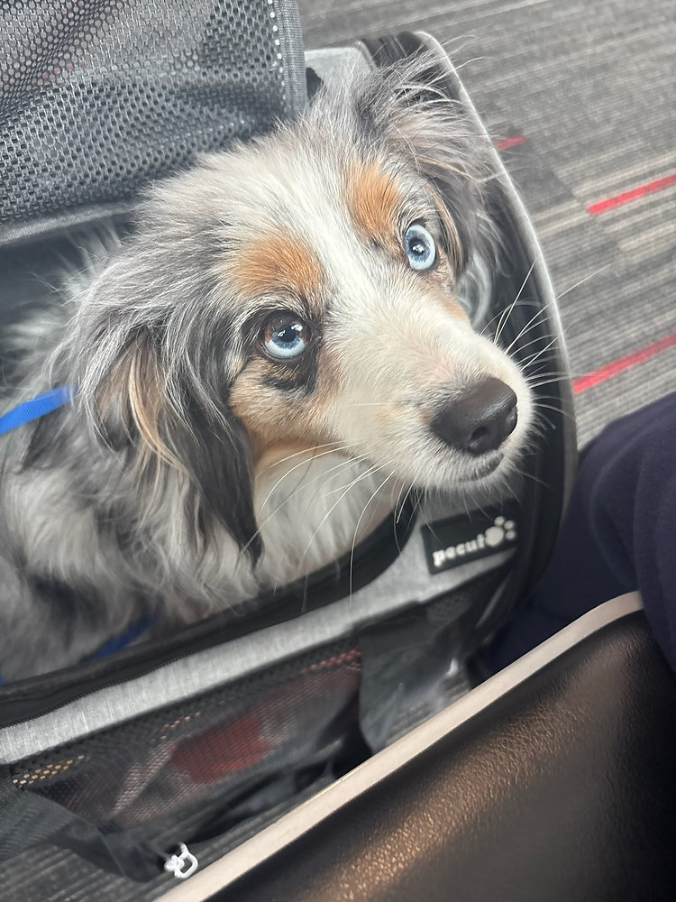 Can I Bring My Pet's Favorite Toy on a Flight?