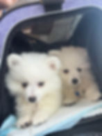 Two small puppies sitting together in a soft-sided pet carrier, ready to fly in-cabin