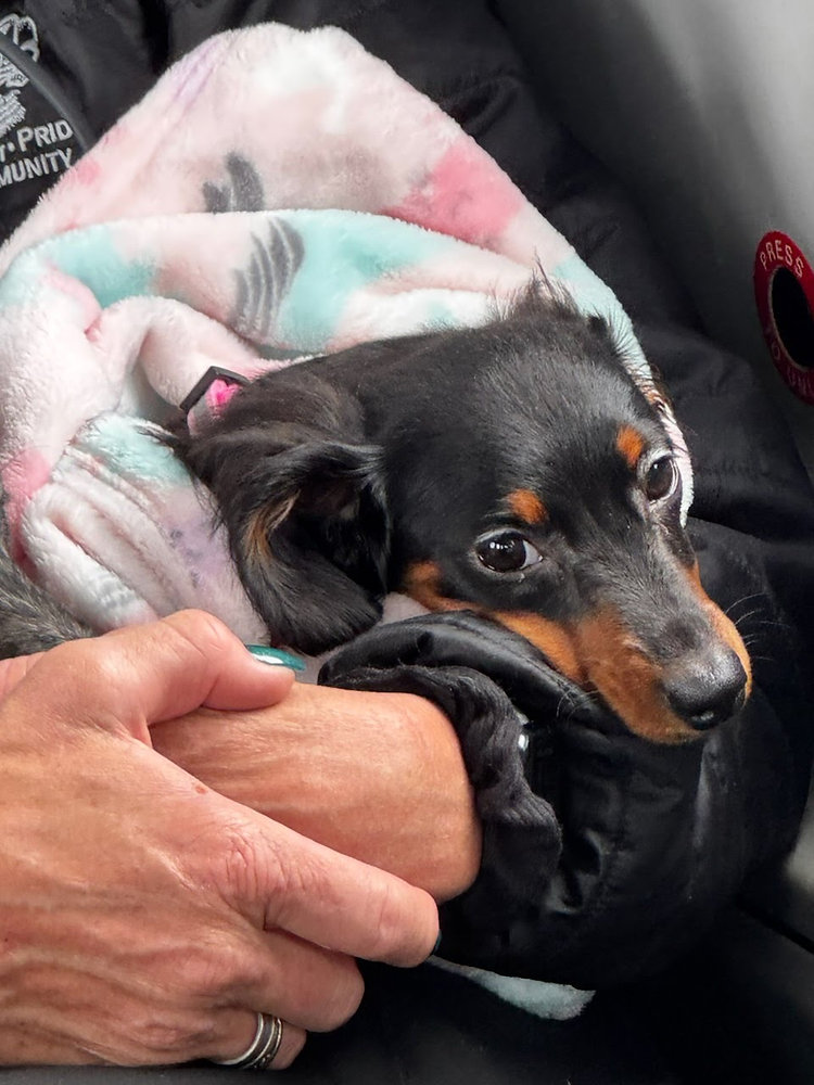 Can Pets Have a Blanket in their Carrier?