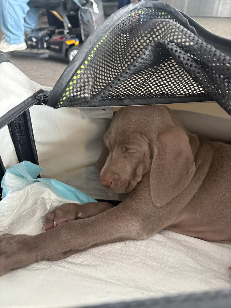 Do Pets Sleep During Flights?