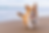 A joyful dog playing on a sandy beach, with waves in the background.