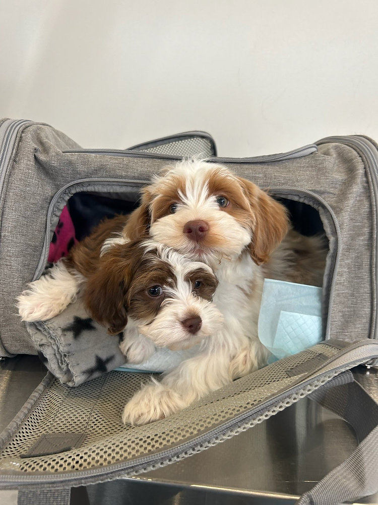 Can I Bring Two Dogs on a Plane?